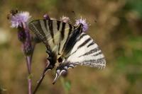 Iphiclides podalirius