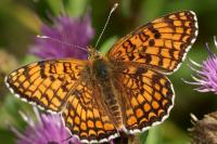 Melitaea phoebe