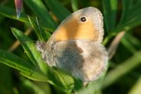 Coenonympha pamphilus