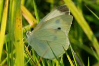 Pieris rapae