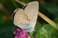 Cyaniris semiargus