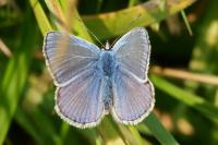 Polyommatus icarus