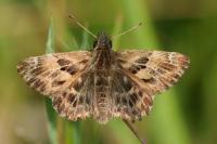 Carcharodus alceae