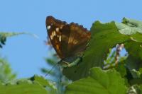 Apatura ilia