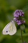 Pieris napi