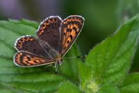 Lycaena tityrus
