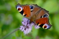 Aglais io