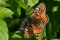 Melitaea didyma