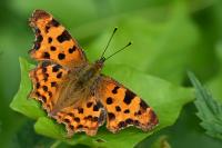 Polygonia c-album