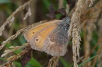 Coenonympha pamphilus