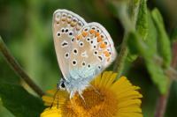Polyommatus icarus