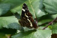 Araschnia levana