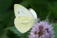 Pieris napi