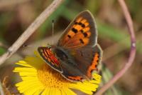 Lycaena phlaeas
