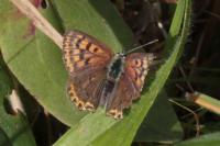 Lycaena tityrus