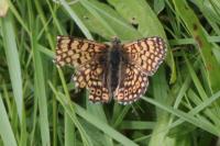 Melitaea cinxia