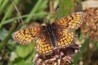 Melitaea parthenoides