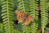 Polygonia c-album