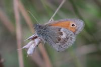 Coenonympha pamphilus