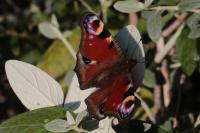 Aglais io