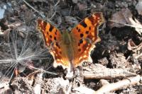 Polygonia c-album