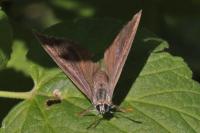 Quercusia quercus