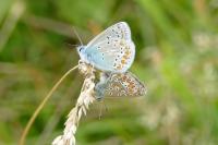 Polyommatus icarus