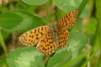 Boloria dia