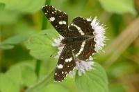 Araschnia levana