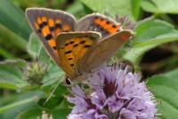 Lycaena phlaeas