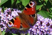 Aglais io