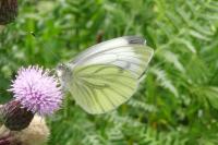 Pieris napi