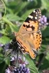Vanessa cardui
