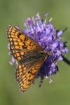 Melitaea parthenoides