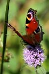 Aglais io