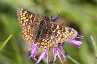 Melitaea phoebe