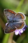 Polyommatus icarus