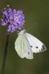 Pieris napi