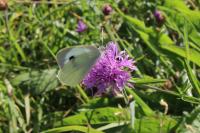 Pieris brassicae