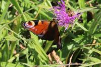 Aglais io