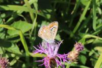 Polyommatus icarus