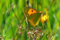 Colias crocea