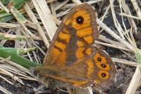 Lasiommata megera