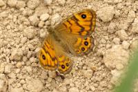 Lasiommata megera