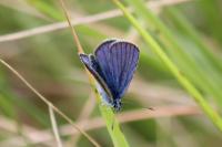 Cyaniris semiargus
