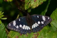Limenitis reducta