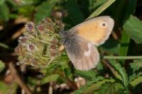 Coenonympha pamphilus