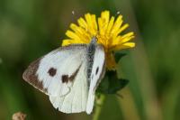 Pieris brassicae