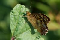 Pararge aegeria