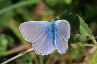 Polyommatus icarus